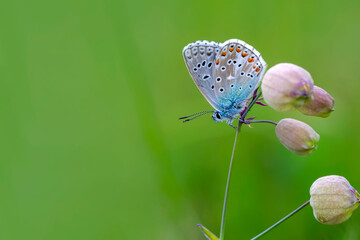 Macro shots, Beautiful nature scene. Closeup beautiful butterfly sitting on the flower in a summer garden.