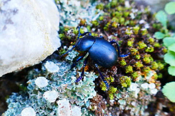 The bloody-nosed beetle (Timarcha tenebricosa) among lichens (Cladonia sp.) and moss on Mount Vukan, Homolje mountains, Serbia 