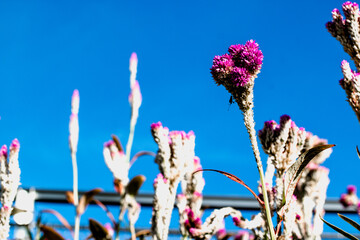 Violet flower coupled with blue sky
