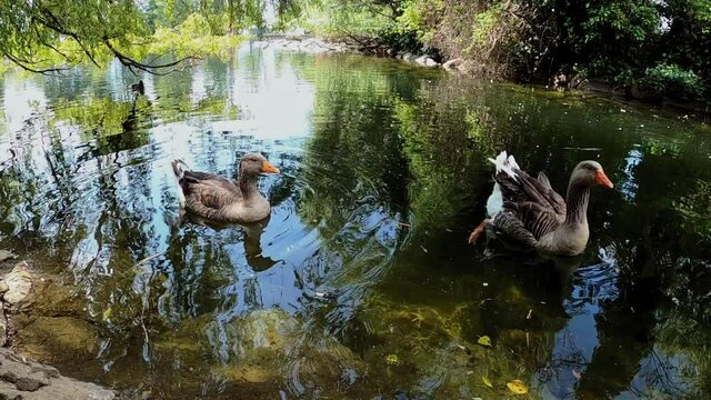 Ducks on the lake