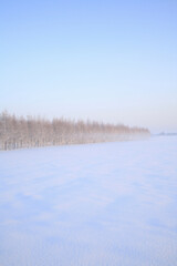 雪原のカラマツ防風林