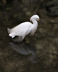 Snowy Egret Stock Photos.  Snowy Egret close-up profile view. Black contrast background. Reflection on the water. Portrait. Picture. Image.