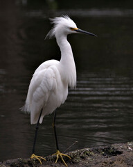 Snowy Egret Stock Photos. Close-up profile view by the water with a black contrast background, displaying white feathers, fluffy plumage, in its environment and habitat. Image. Portrait. Picture.