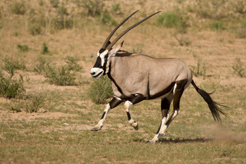 Naklejka na ściany i meble Oryx, Kgalagadi Transfrontier Park, South Africa