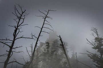 Castle nested in fog behind scary looking trees