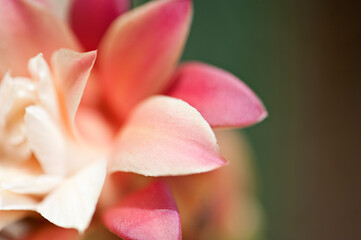 Close Up of Pink Cactus Flower in Bloom isolated from background.