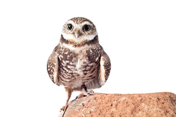 Burrowing Owl on Rock looking at camera isolated on white with copy space.