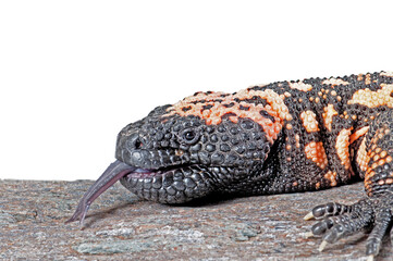 Close up of a Gila Monster on Rock isolated on white with copy space.