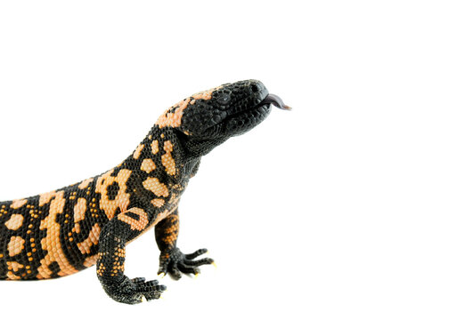 Gila Monster with tongue out crawls on white backdrop with copy space