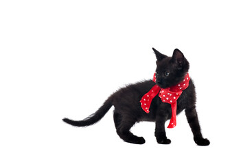 Black Kitten with Red Bow isolated on White background with copy space.