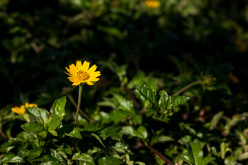 Yellow Cosmos  flower