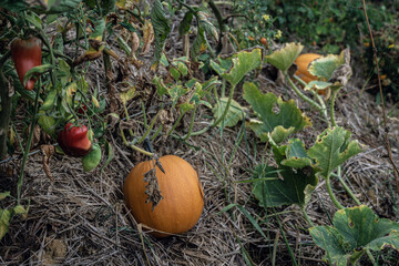 Orange pumpkin and chillis in permaculture flower bed