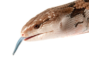 Close up of Blue Tongued Skink with tongue out isolated on white looking at camera.