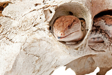 Closeup of a Blue Tongued Skink crawling through a skull