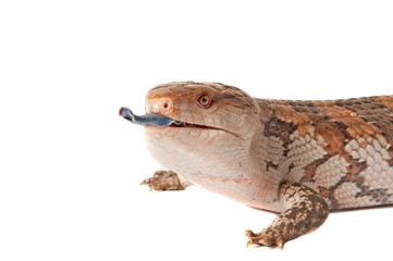 Blue Tongued Skink with tongue out isolated on white with copy space.