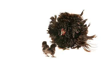 Adult Frizzle Chicken with two baby chicks isolated on white with copy space.