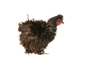 Black Frizzle Chicken walking across white background with copy space.