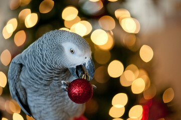 African grey parrot in front of holiday tree with ornament