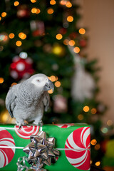 African grey parrot sitting on christmas gift