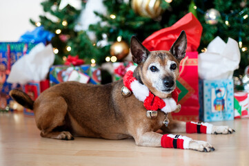 Senior dog laying in front of holiday tree with presents
