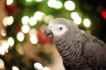 African grey parrot in front of holiday tree