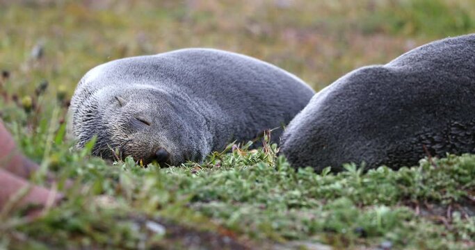 Southern elephant seals sleeping on grass