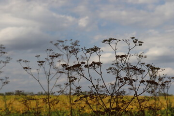  The seeds of the umbrella plant - hemlock. Poisonous and medicinal plant. Autumn landscape - plants, fields and blue sky.
