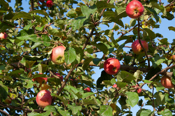 Red fruits of apples on the tree. Harvesting