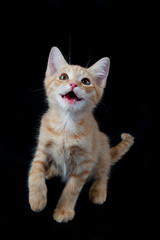 Fototapeta premium Playful Yellow and White Kitten with Raised Paw