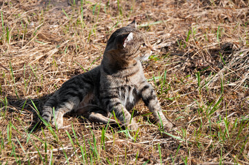 Cat looks into the distance on a sunny day