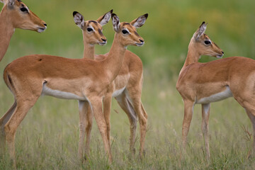 Impala Herd, Chobe National Park, Botswana