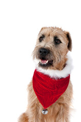 Beautiful Brown Dog in Holiday Christmas Scarf Bandana looking toward camera isolated on white.