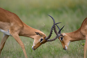 Impala Herd, Chobe National Park, Botswana