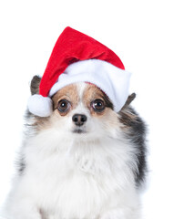 Brown and white puppy dog with Holiday Christmas Santa Hat isolated on white.