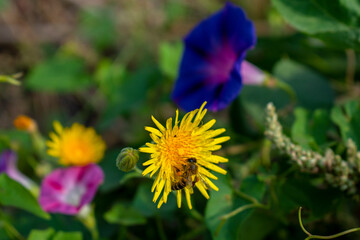 a bee pollinates a dandelion on a background of flowers