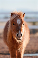 Cute Miniature Horse with Shaggy Winter Coat