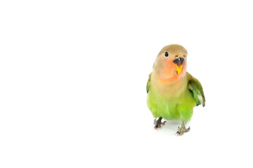 Peach-Faced Lovebird on White Backdrop with Focus on Eye