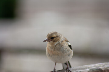 sparrow on a fence