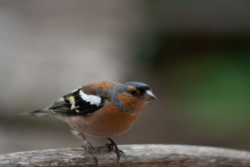 Chaffinch moving