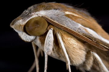 Moth Close-up, Sossusvlei, Namib Naukluft National Park,Namibia