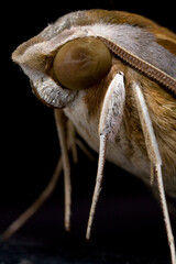 Moth Close-up, Sossusvlei, Namib Naukluft National Park, Namibia