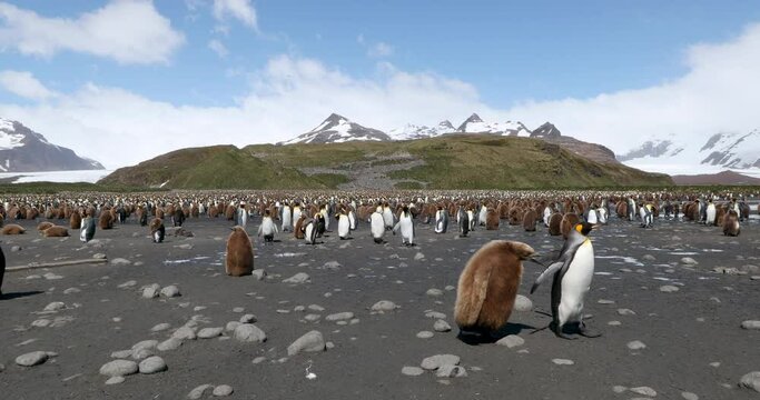 Flock of King penguins on pebbled beach with snow