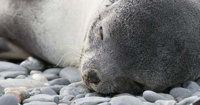 Southern elephant seal puppy sleeping on pebbles