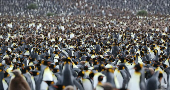 Flock of King penguins