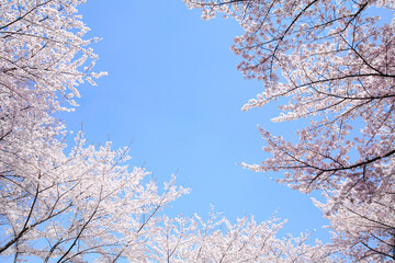 桜