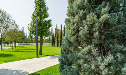 Close-up of trimmed Arizona cypress (Cupressus arizonica) 'Blue Ice' in city park Krasnodar. Public landscape 'Galitsky park' for relaxation and walking in sunny autumn September 2020