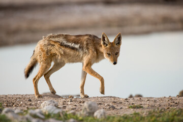 Black Backed Jackals, Nxai Pan National Park, Botswana