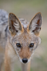 Black Backed Jackal, Etosha National Park, Namibia