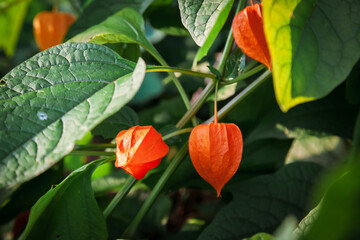 Close-up view to bright orange Chinese lanterns (Physalis alkekengi) hanging from their plant stems