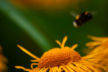 Photobombed by Bee